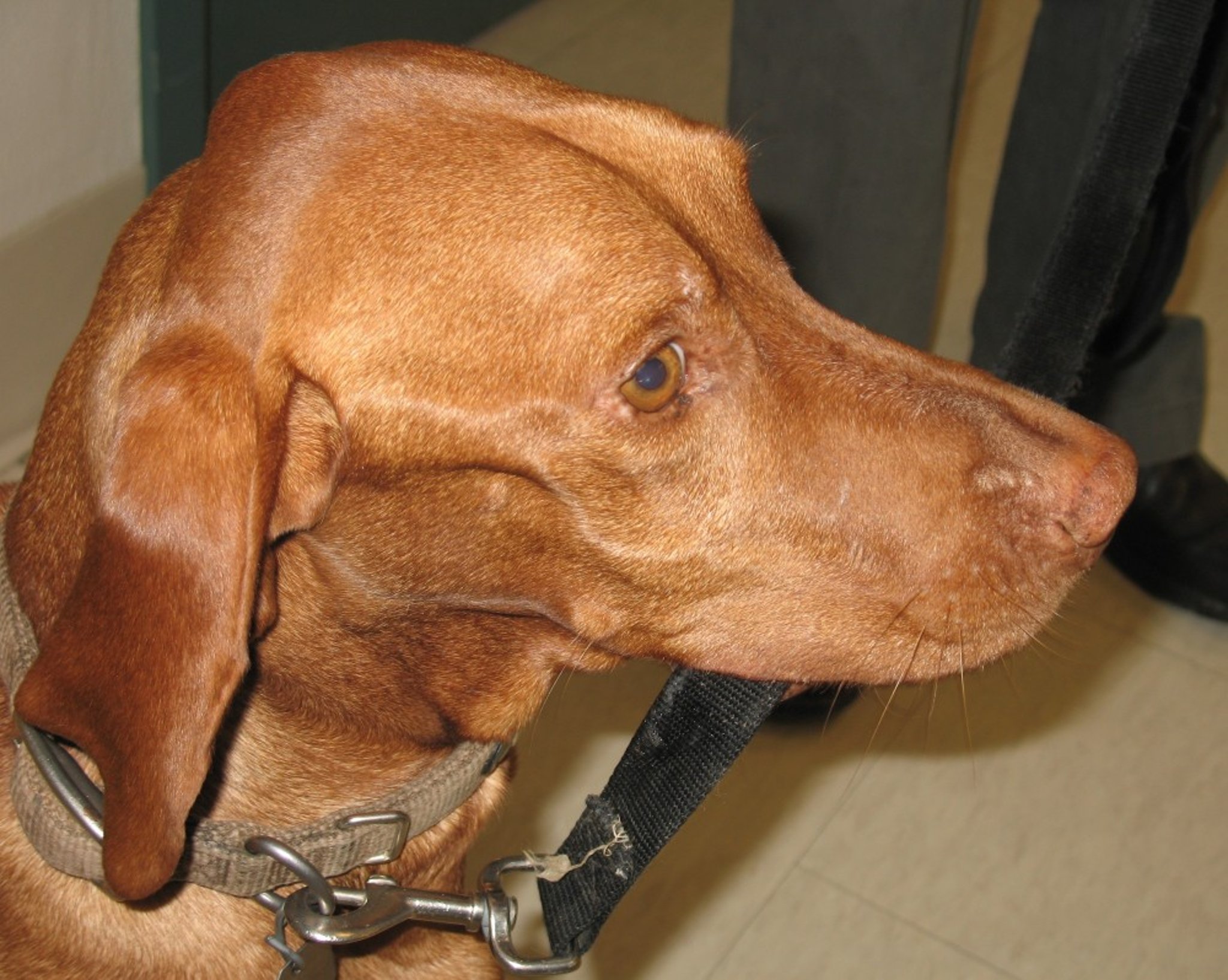 Polymyositis, muscular atrophy, head, dog (Vizsla)