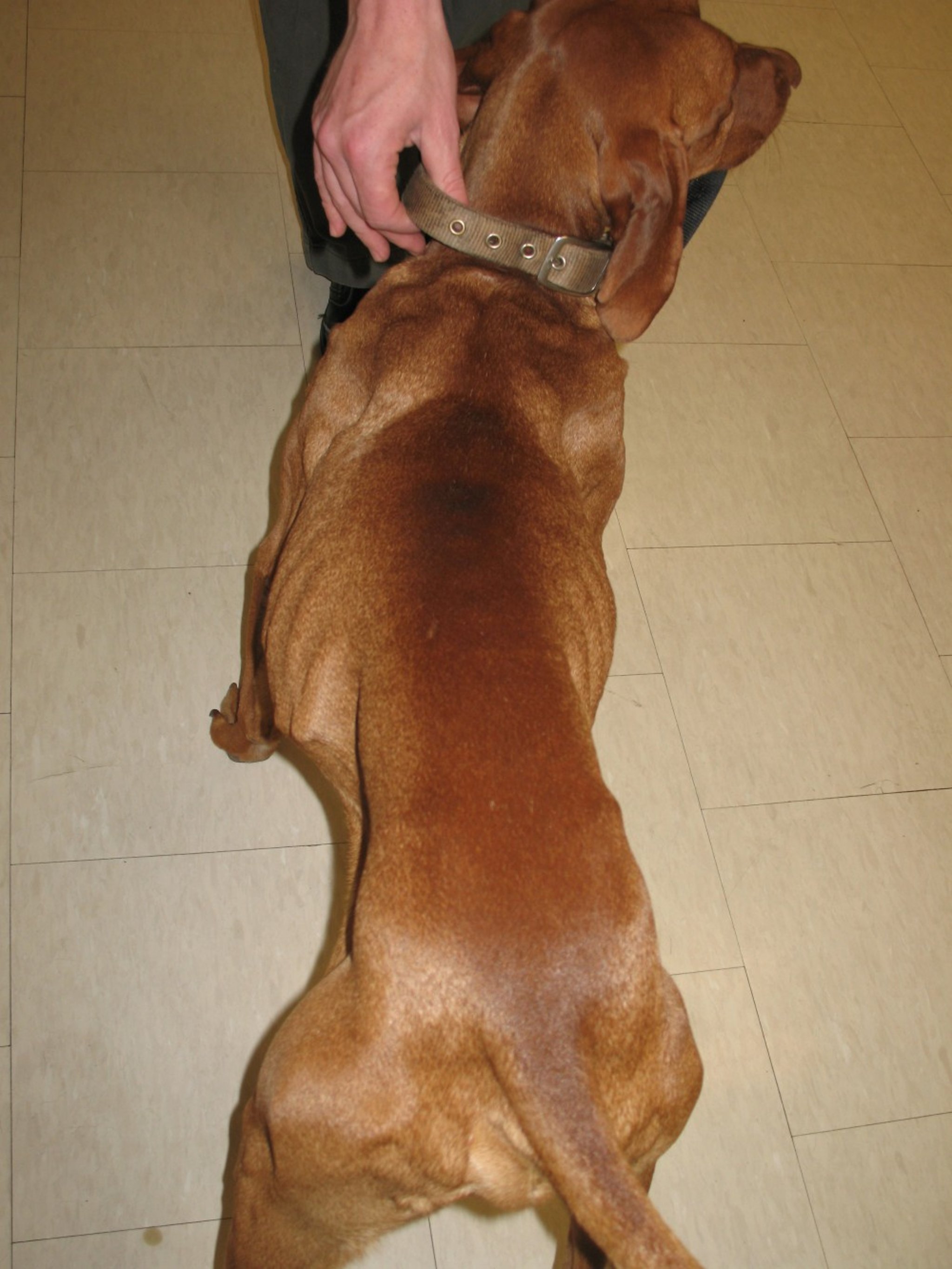 Polymyositis, muscular atrophy, trunk, dog (Vizsla)