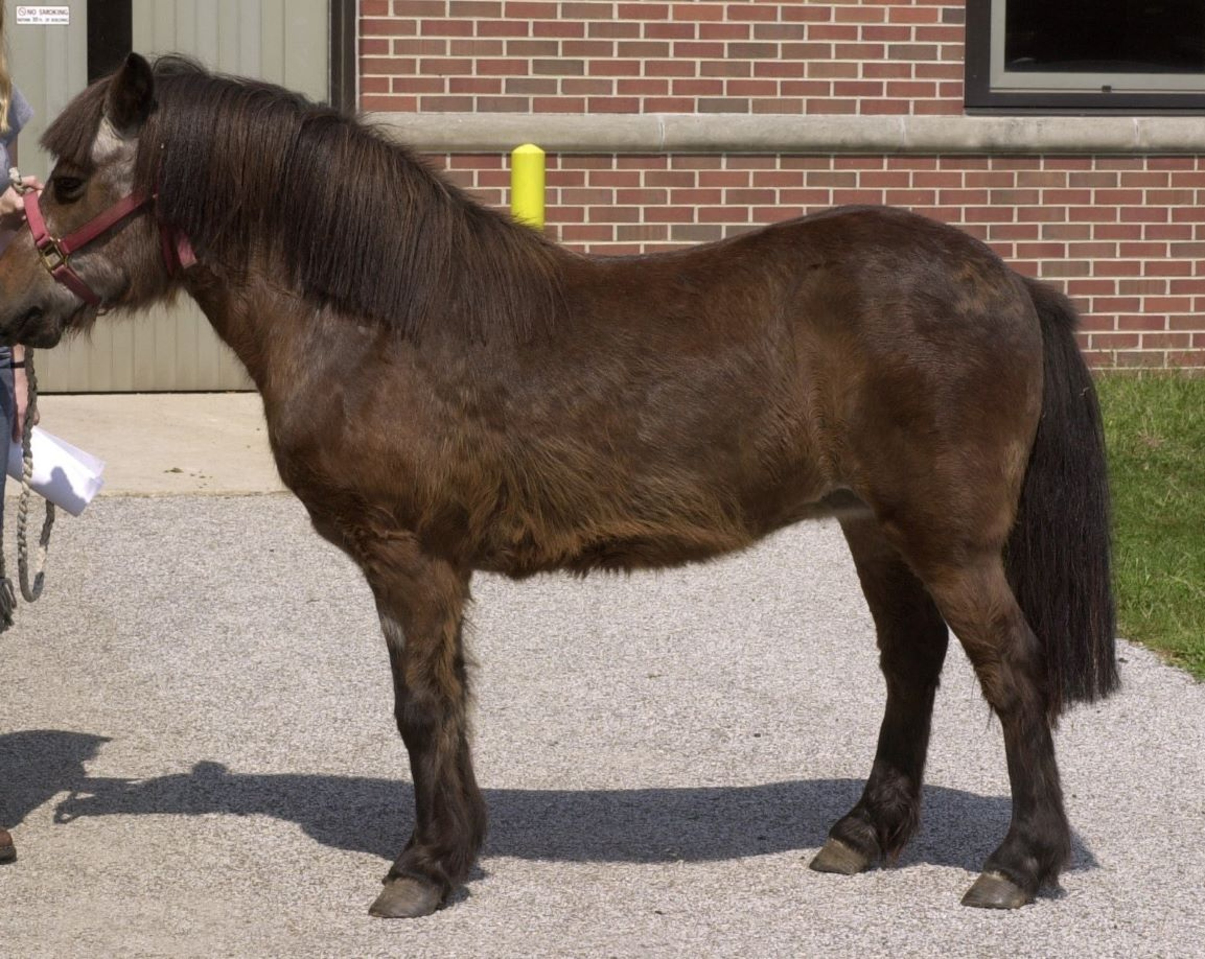 Pony with equine metabolic syndrome and pituitary pars intermedia dysfunction