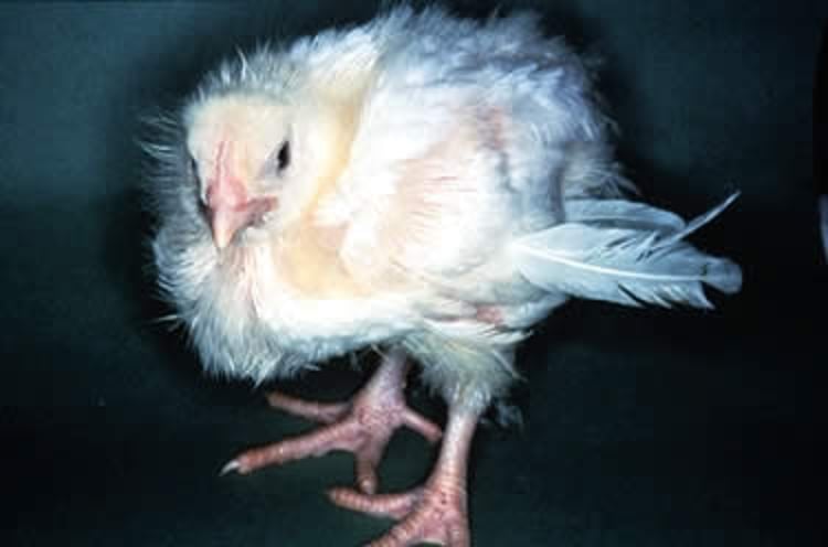 Poor feathering, malabsorption syndrome, chick