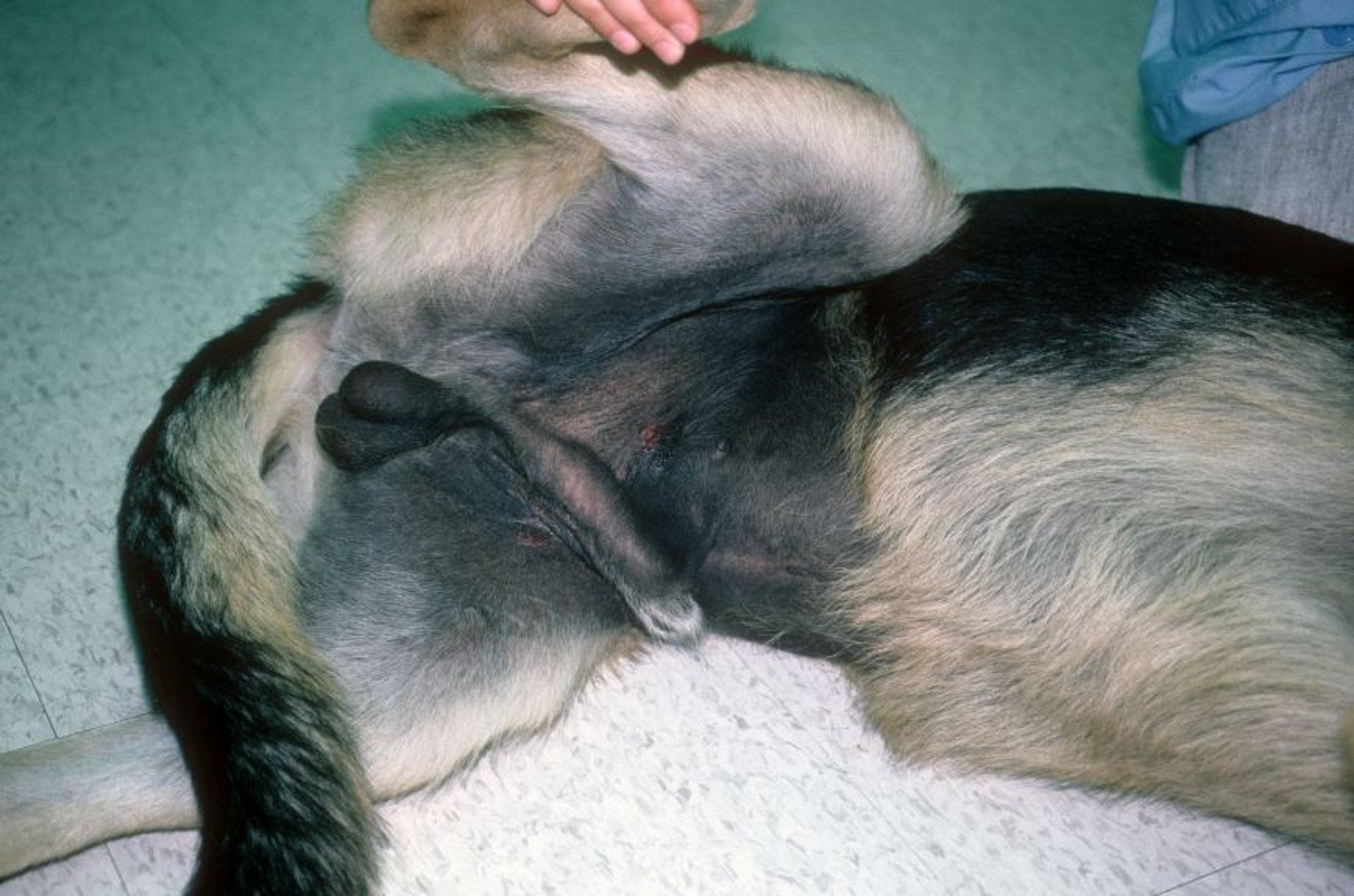 Postinflammatory hyperpigmentation, German Shepherd Dog