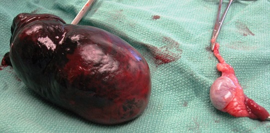 Postoperative cryptorchid testicle and normal testicle, dog