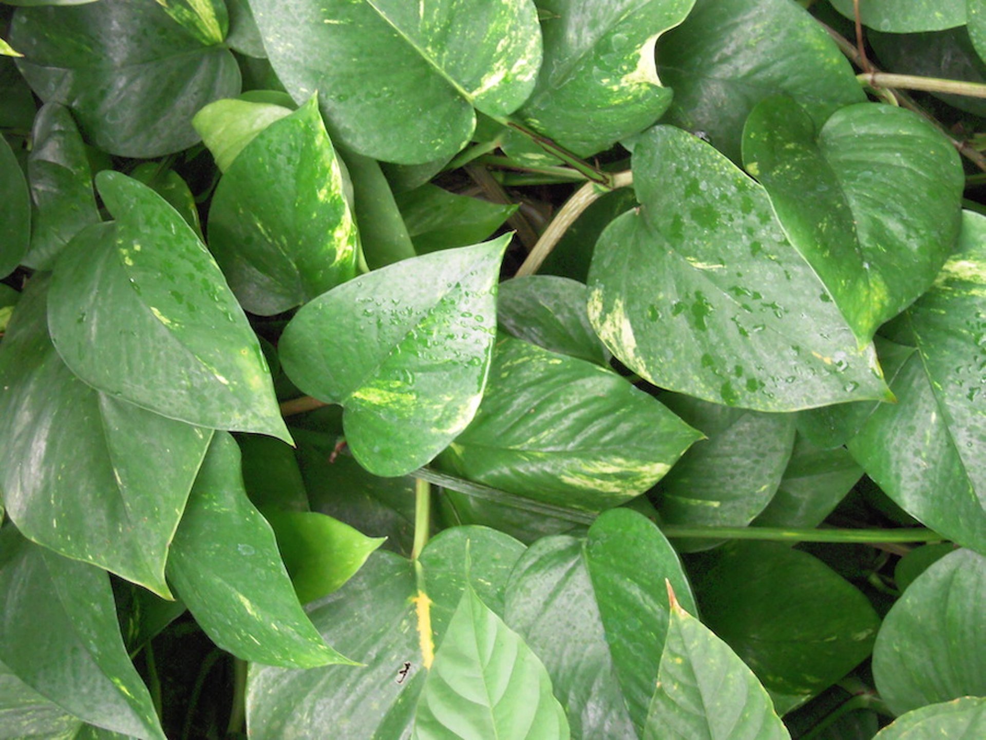 Golden pothos <i >(Epiprenum</i> spp)