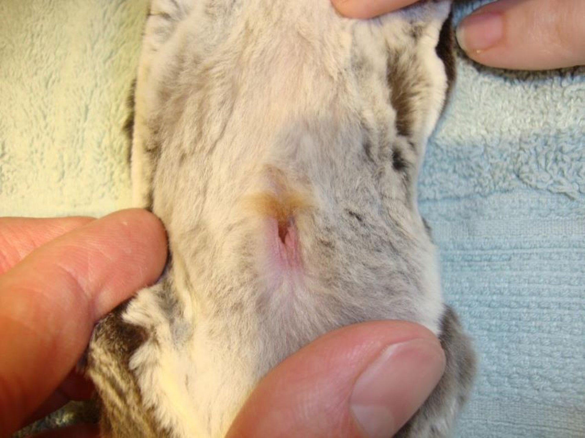 Pouch, sugar glider