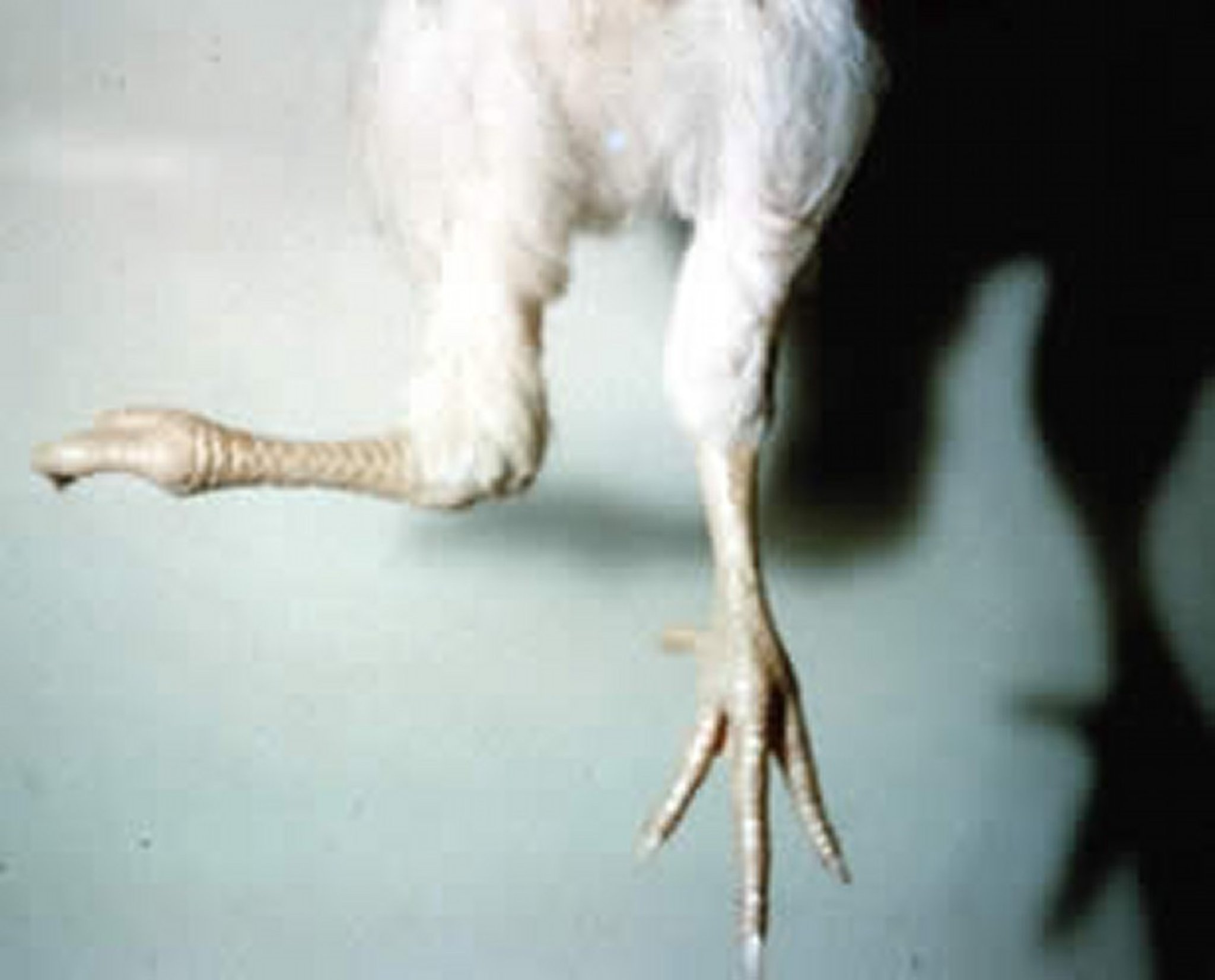 Tibia rotada, desviación en valgo, pollo