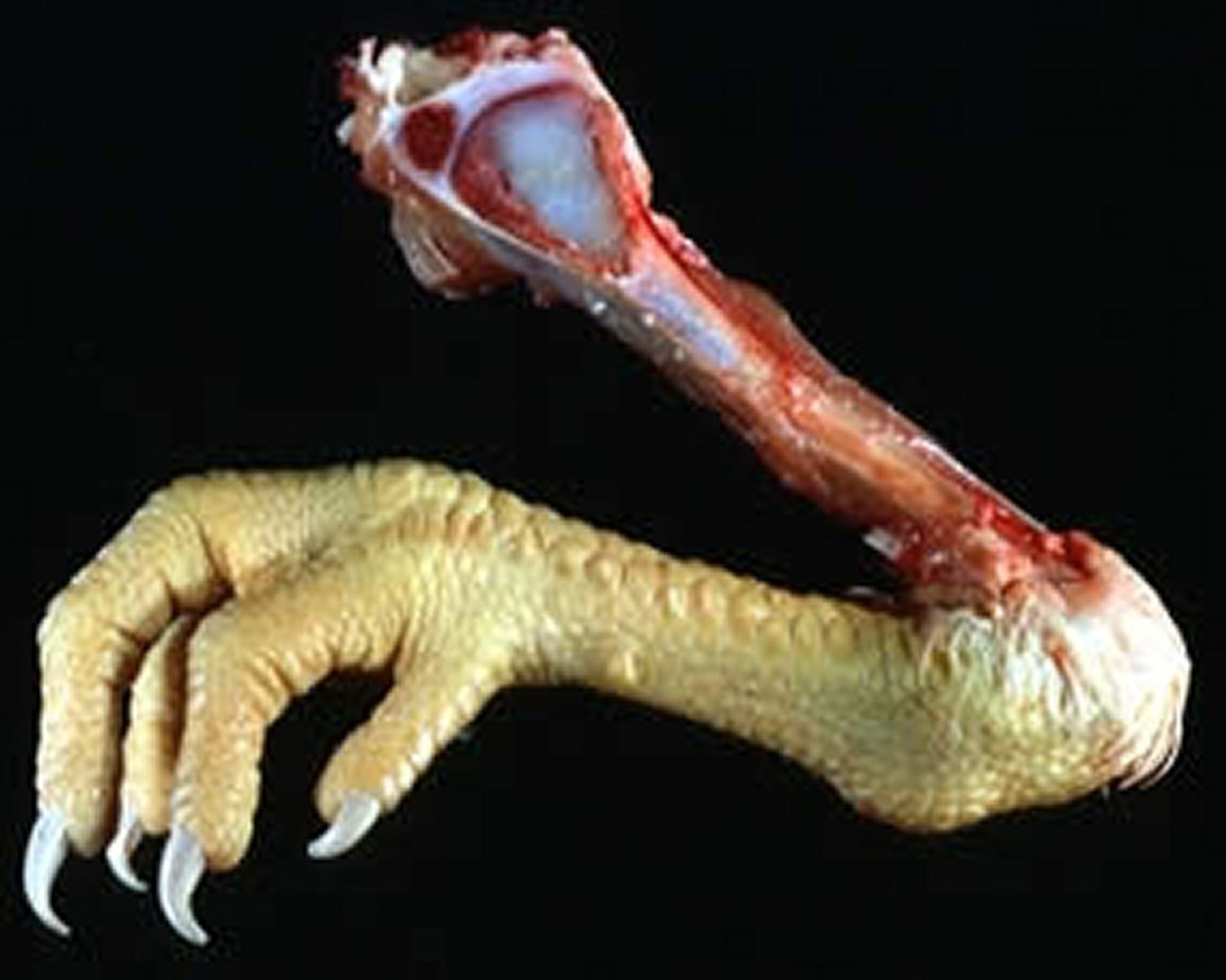 Discondroplasia tibial, núcleo cartilaginoso, frango