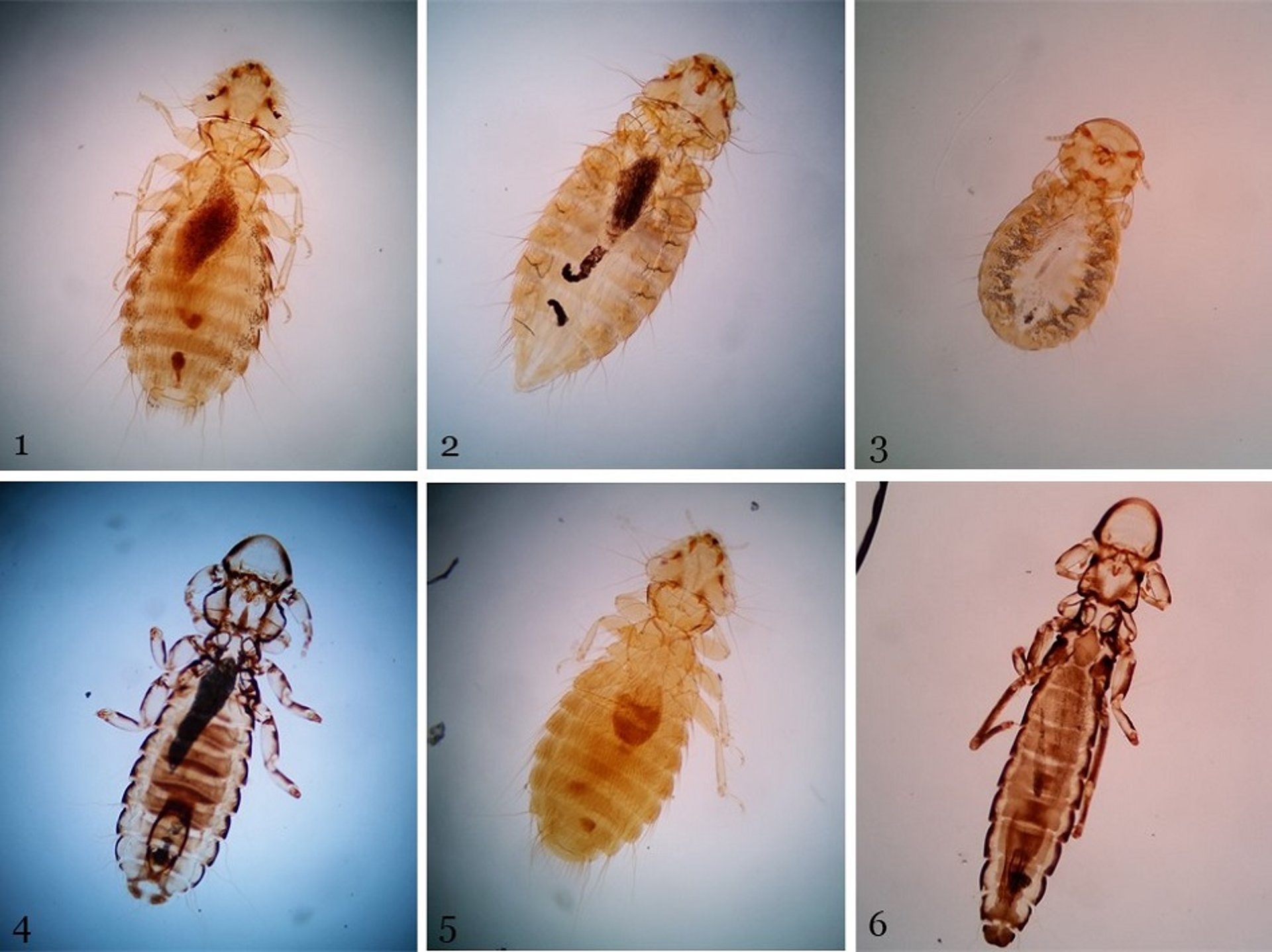 Ejemplos de especies de piojos de las aves de producción