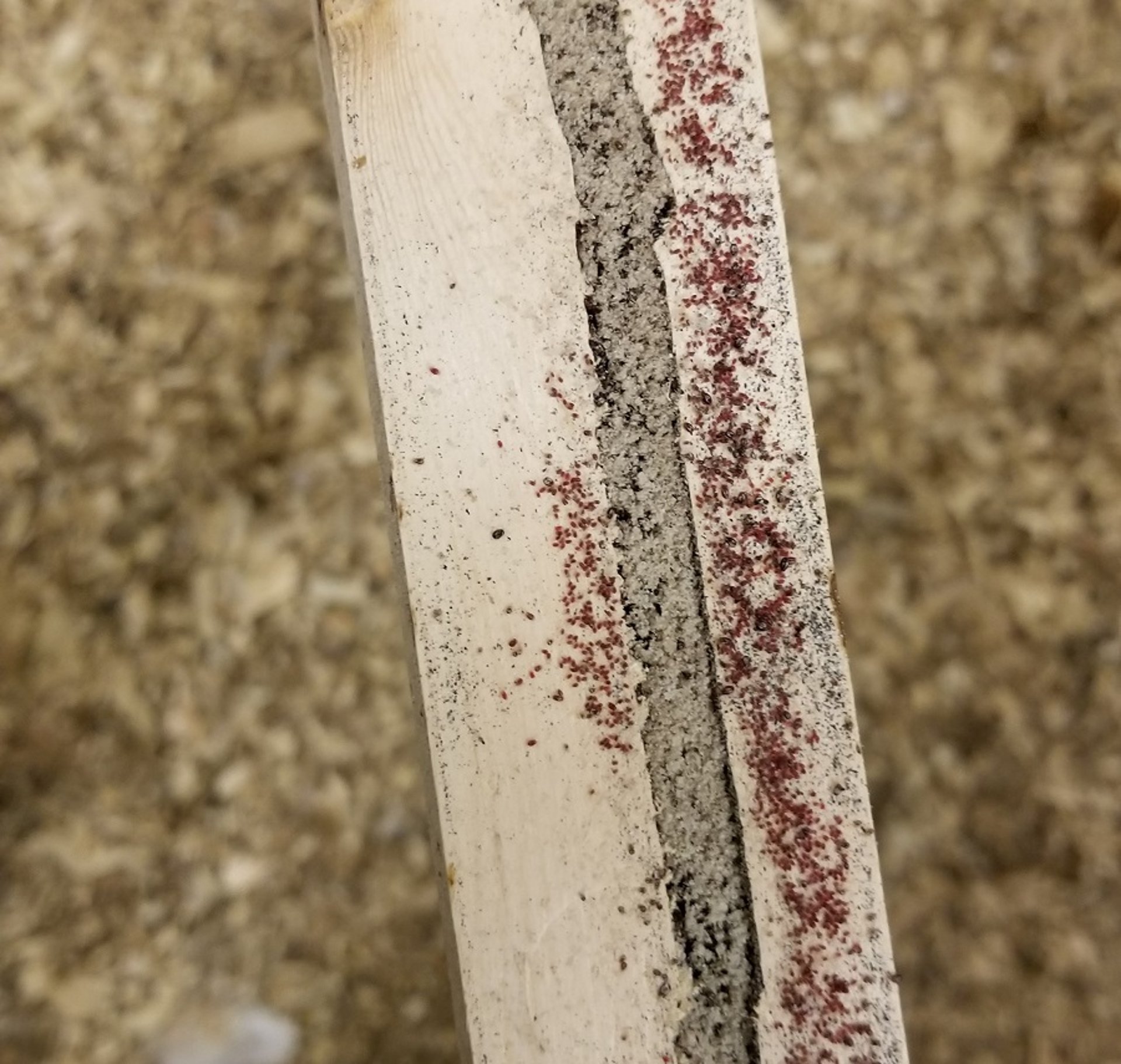 Poultry red mites on perch