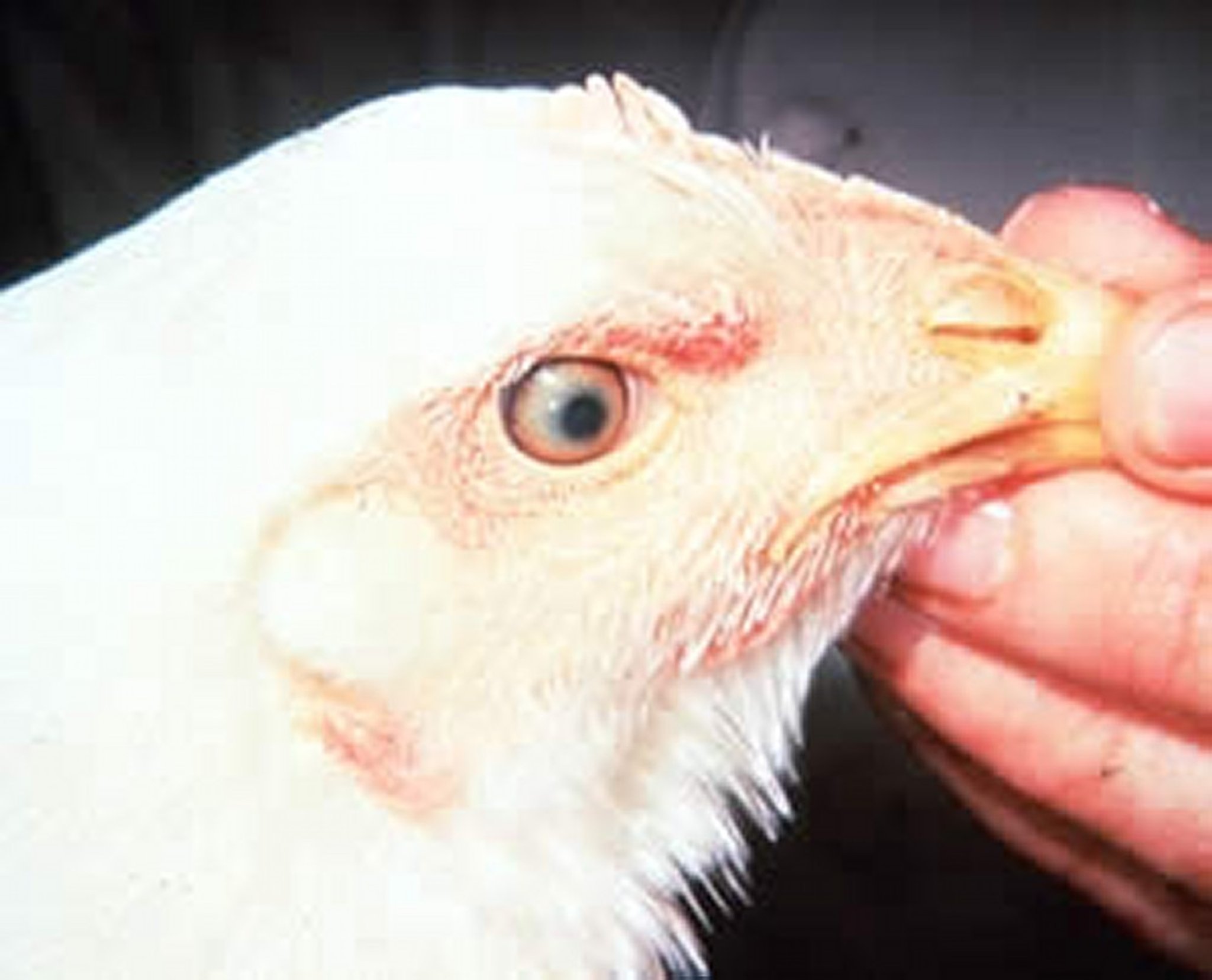 Enfermedad de Marek, afectación ocular, pollo