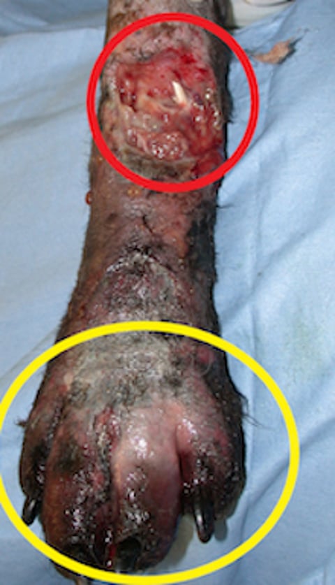 Complicación por necrosis por presión, perro