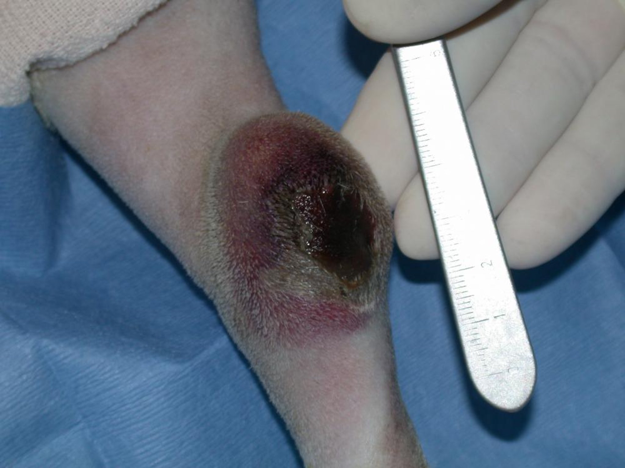 Pressure sore, hock, dog