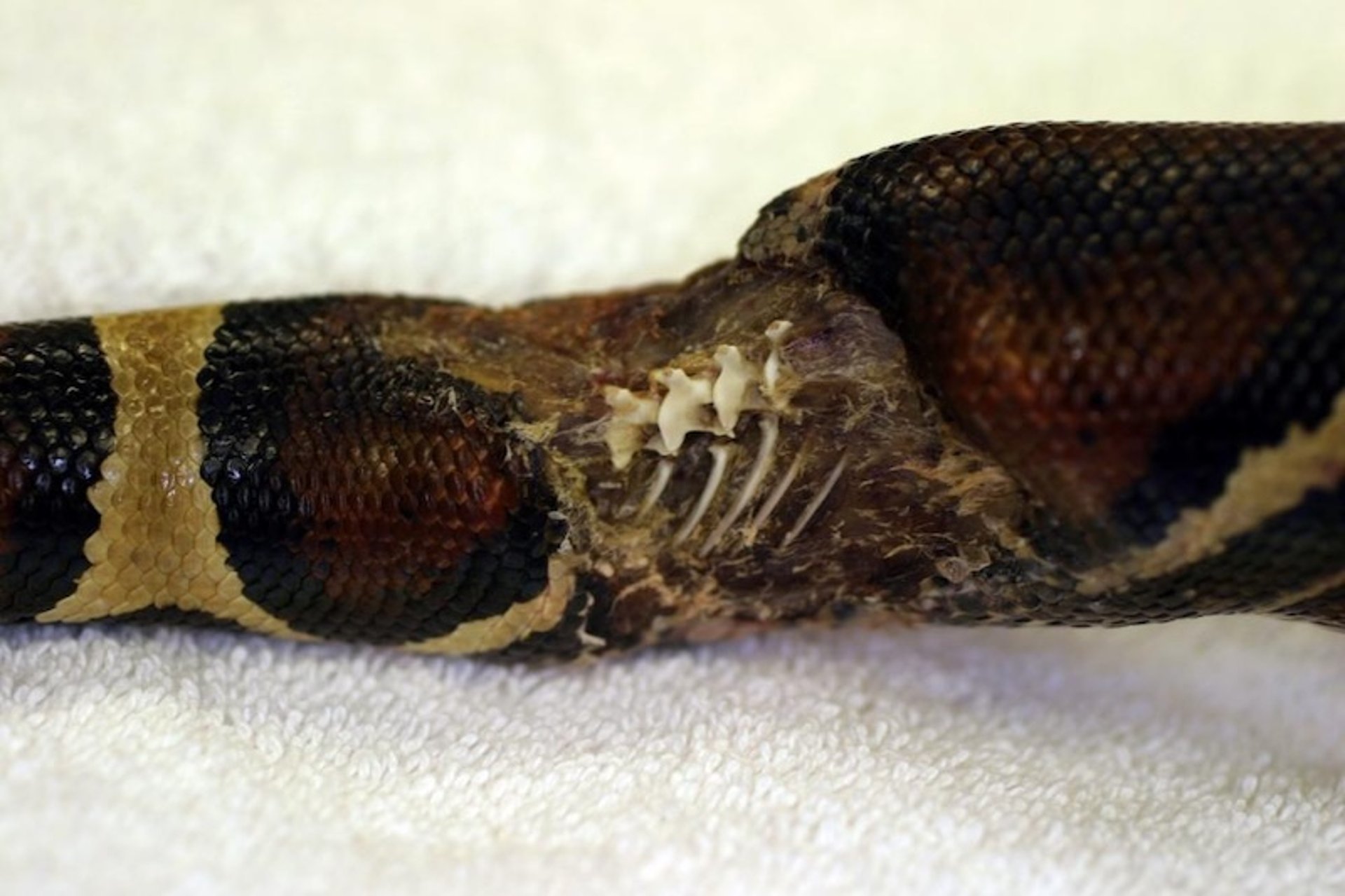Traumatismo, boa constrictor