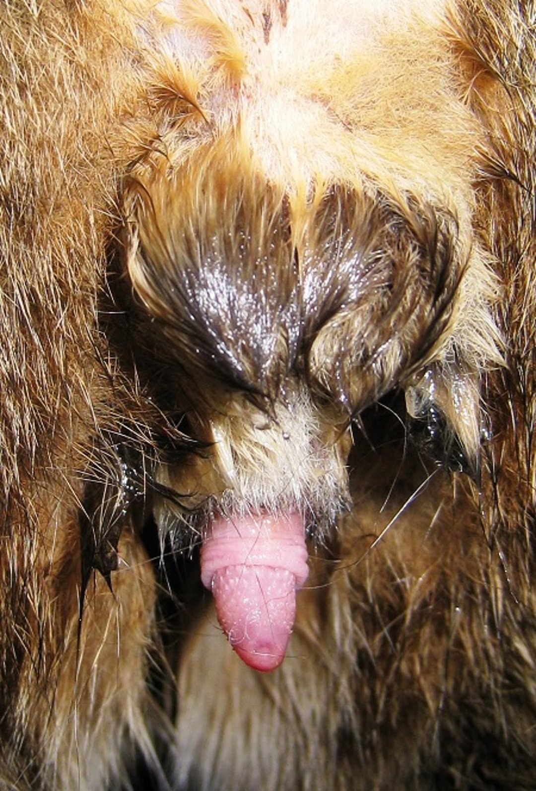 Priapism, cat