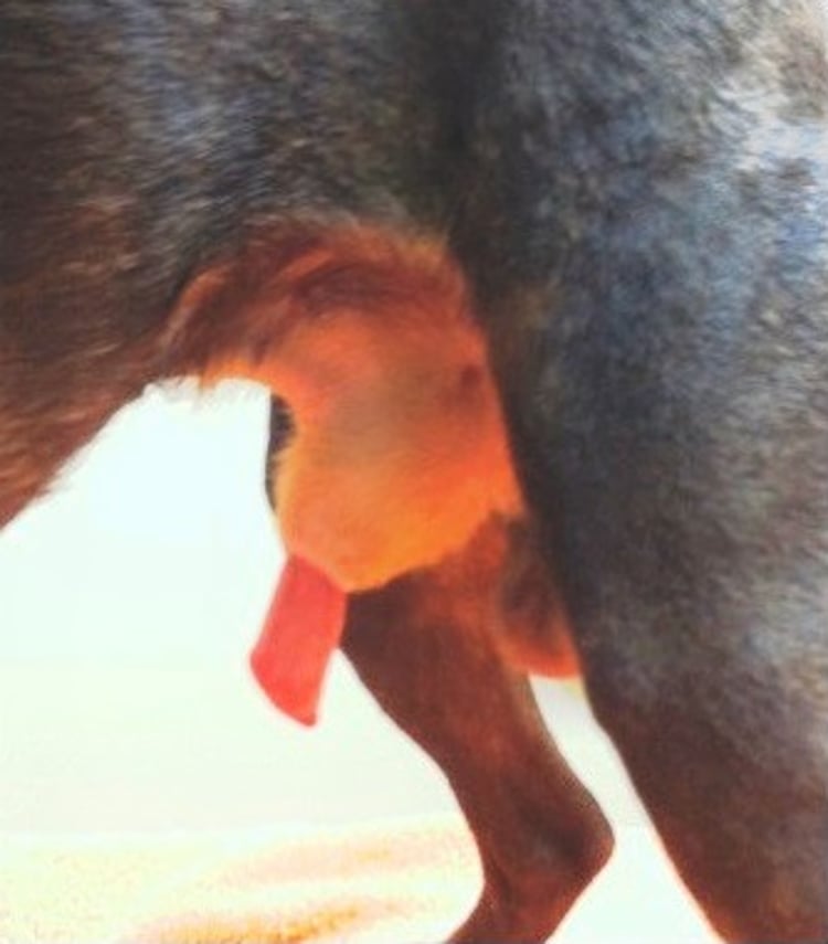 Priapism, dog