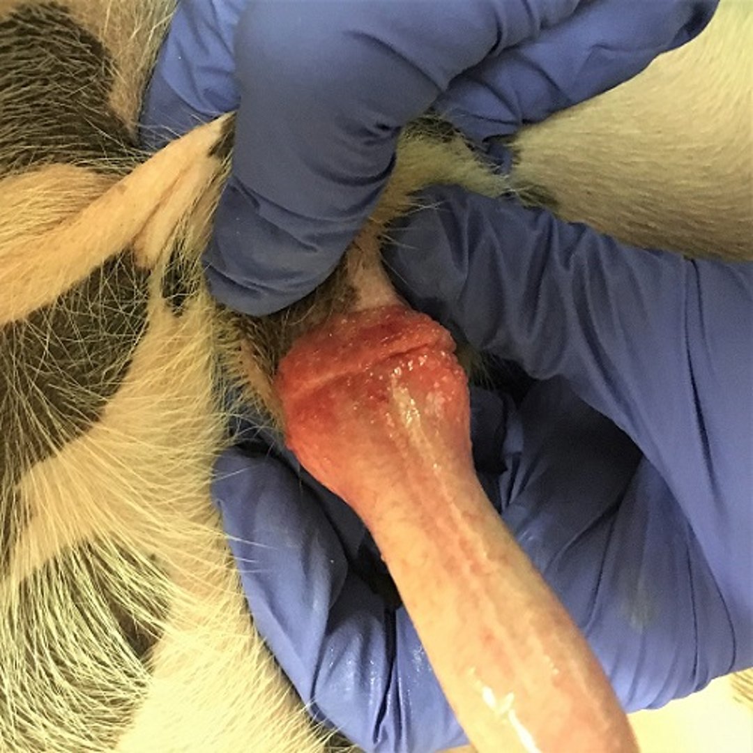 Primary idiopathic balanoposthitis, penis, dog