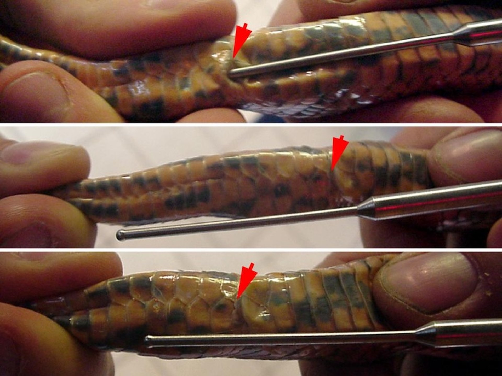 Probing snakes to identify sex