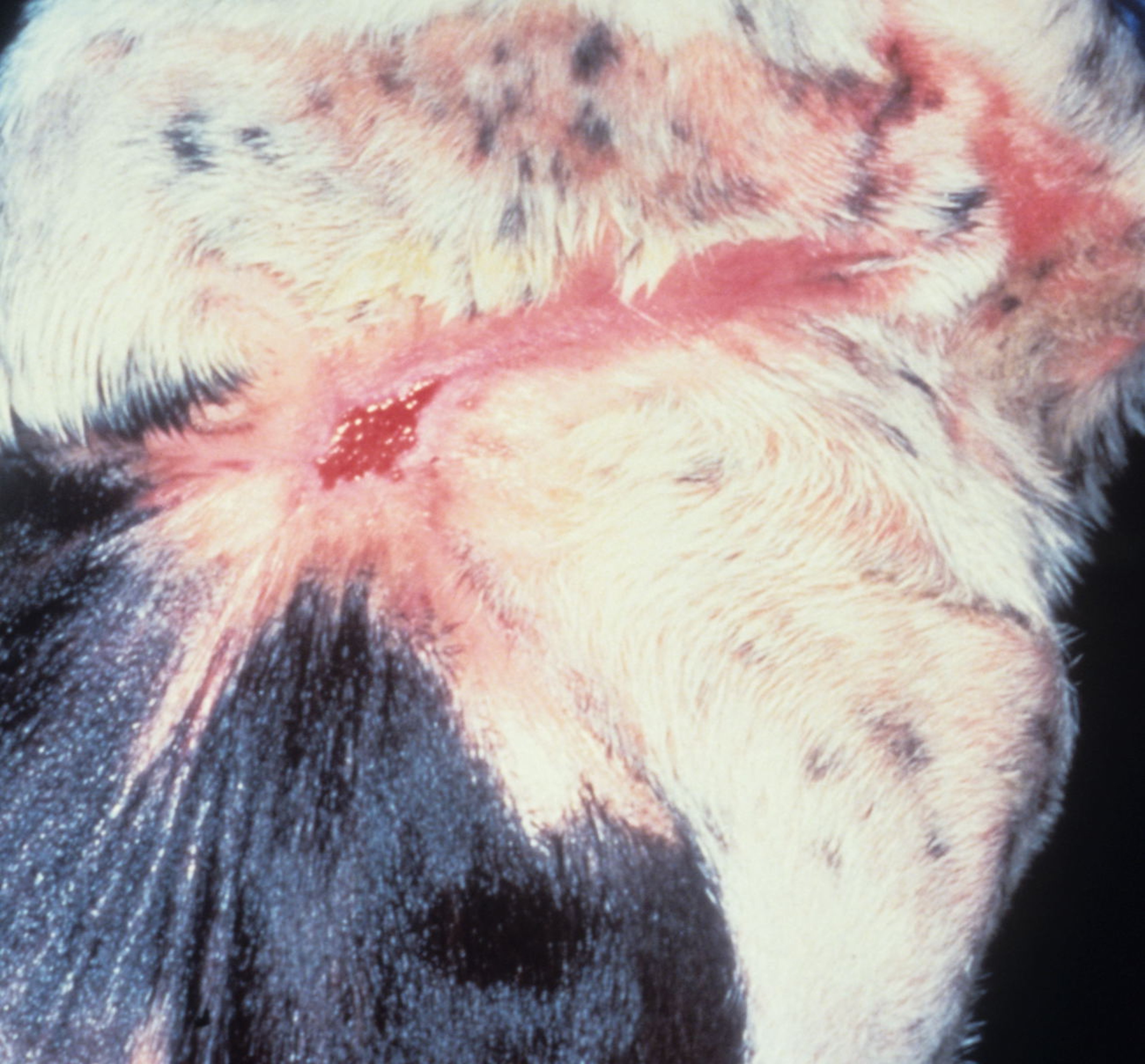 Progressive wound contracture, dog