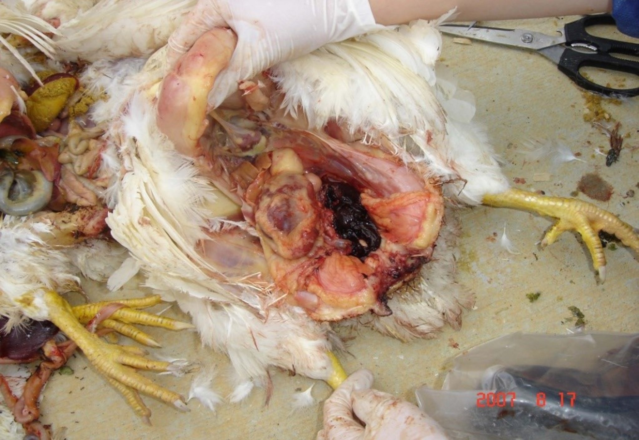 Prolapse, abdominal blood, hen