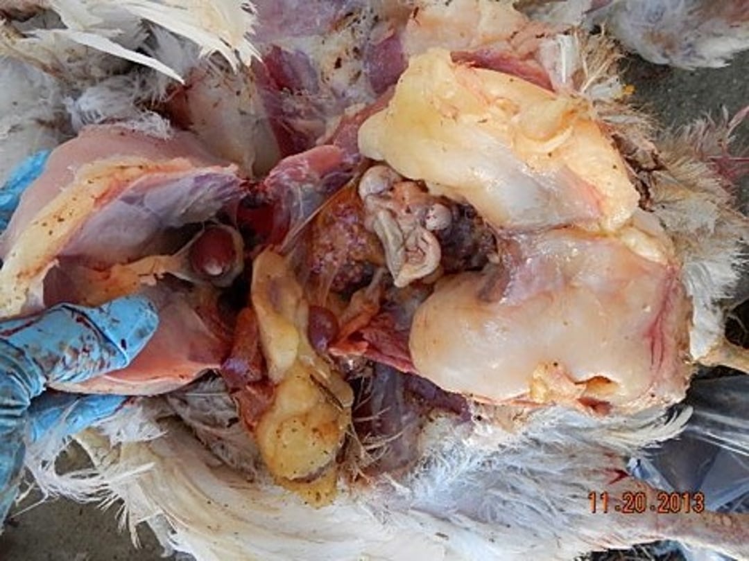 Prolapse, abdominal fat pad, hen