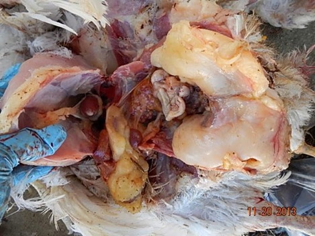 Prolapso, almohadilla de grasa abdominal, gallina