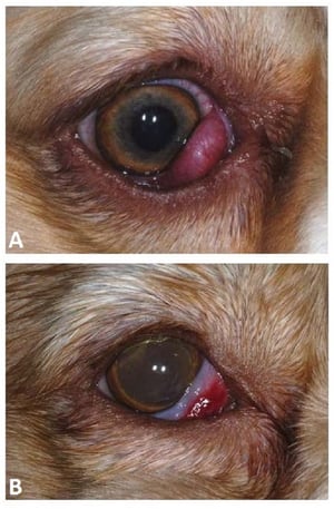 Prolapso, glándula del tercer párpado, perro