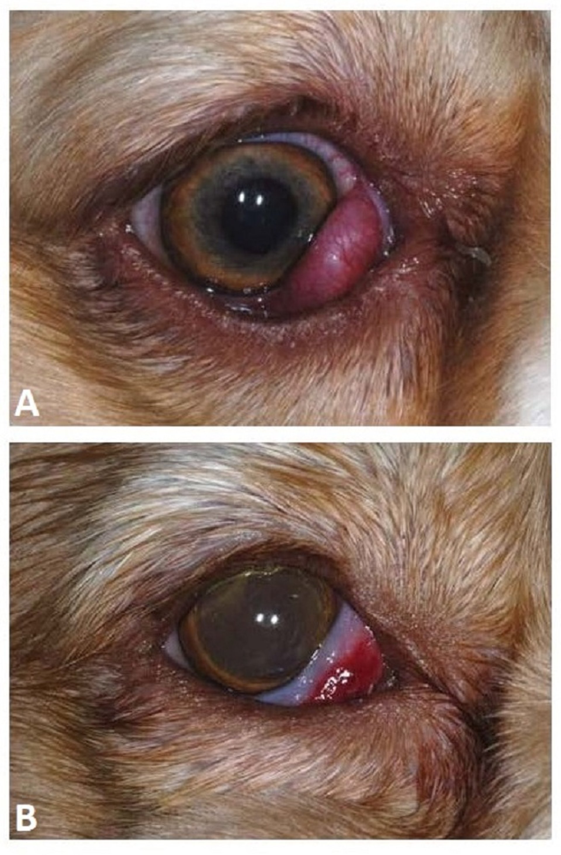 Prolapso, glândula da terceira pálpebra, cão