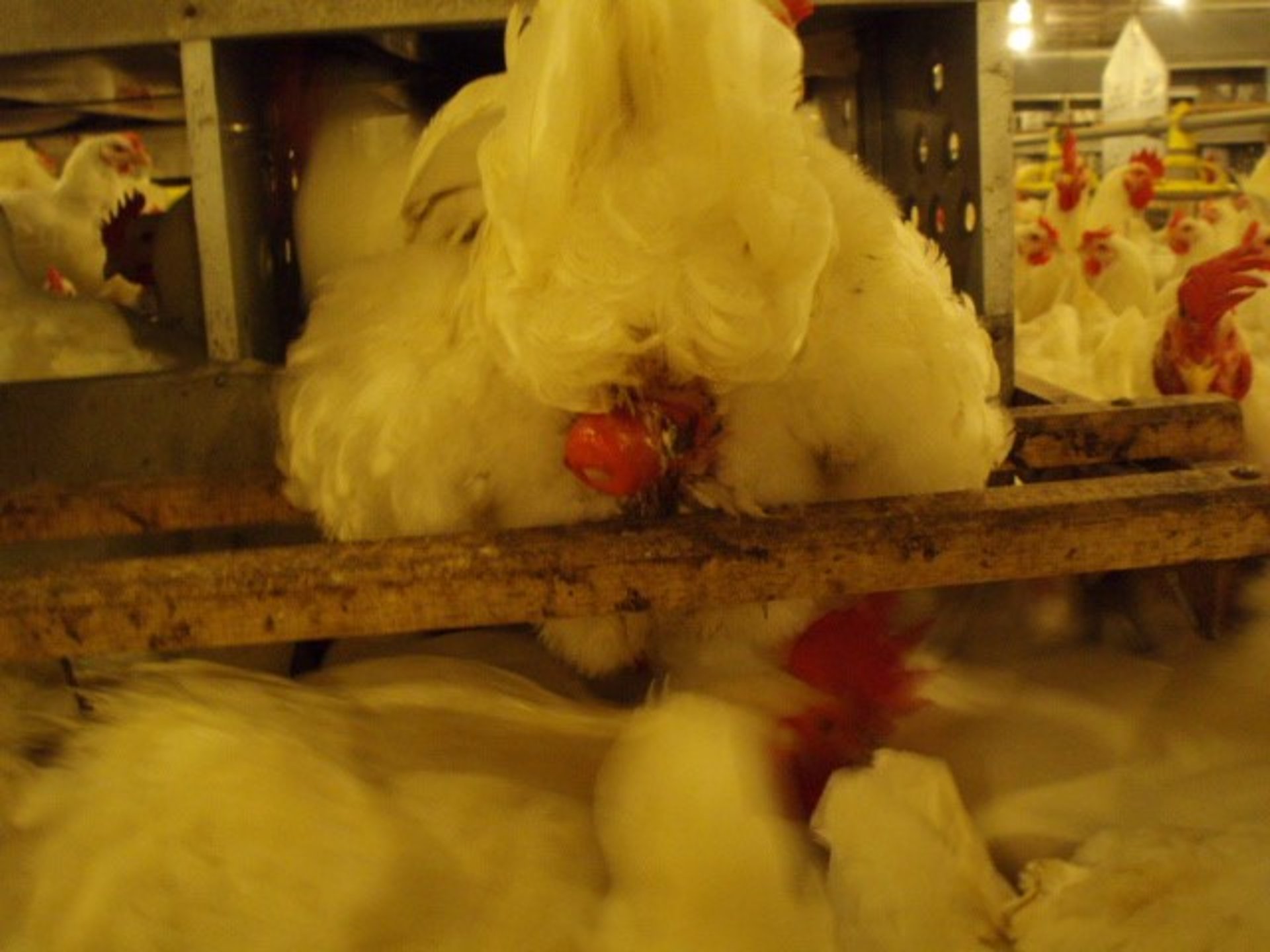 Prolapso, gallina en el nido