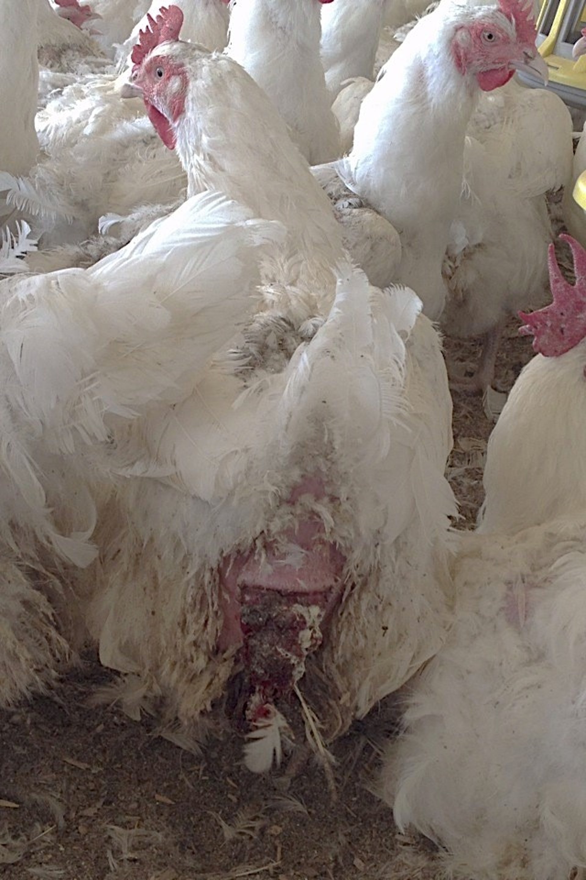 Prolapso, cloaca inflamada, gallina