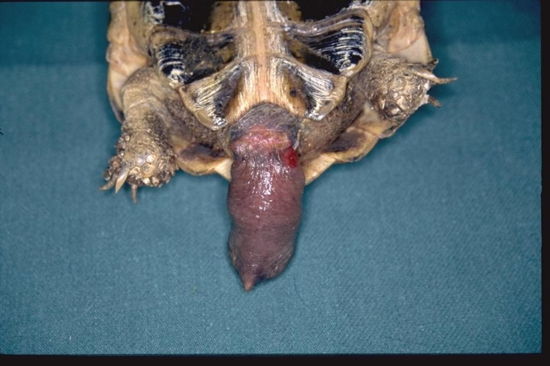 Prolapso del pene, tortuga