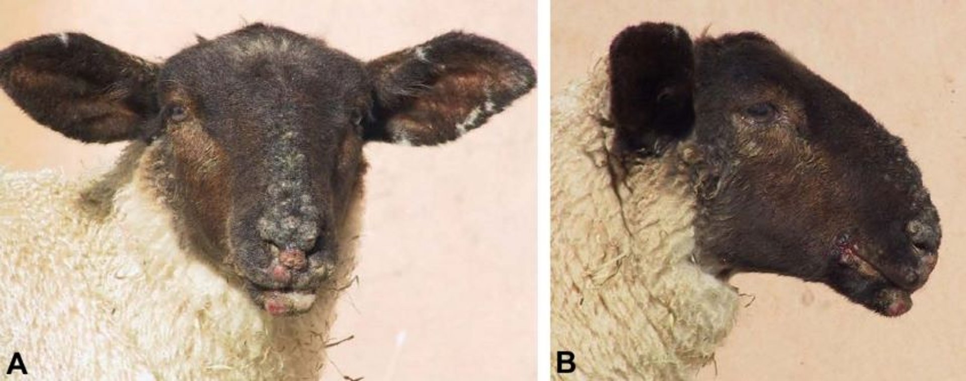 Proliferative contagious ecthyma, lamb