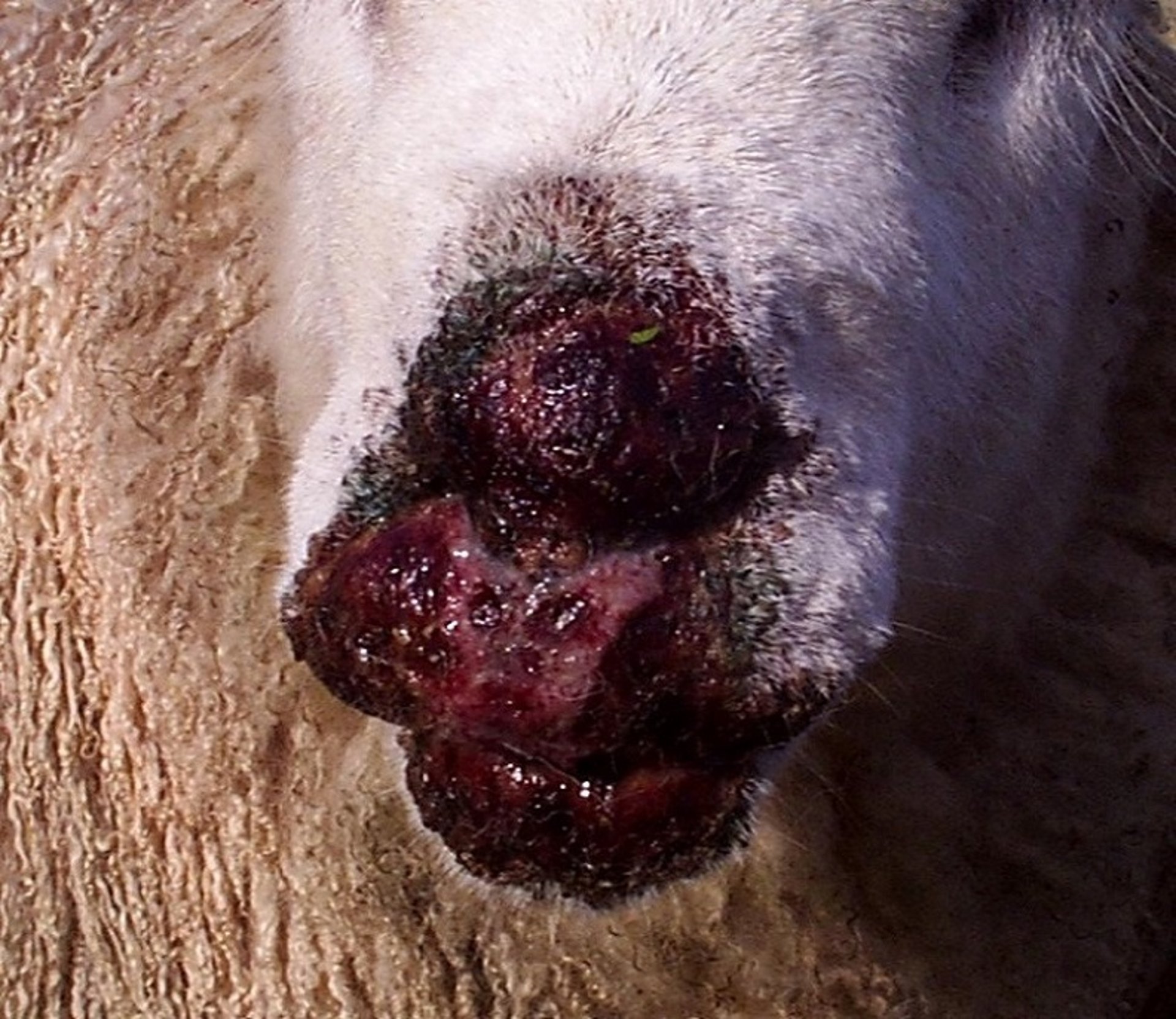 Ectima contagioso proliferativo (boqueira), ovino