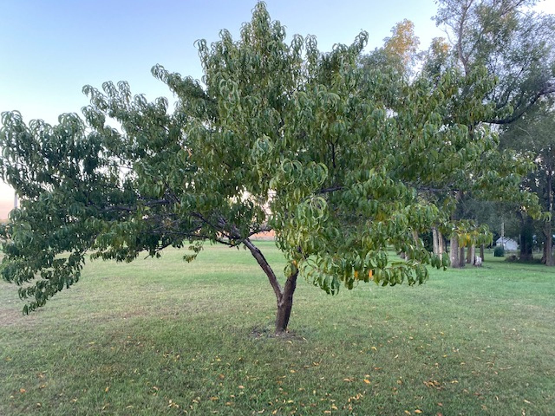 Peach tree (<i >Prunus</i> spp)