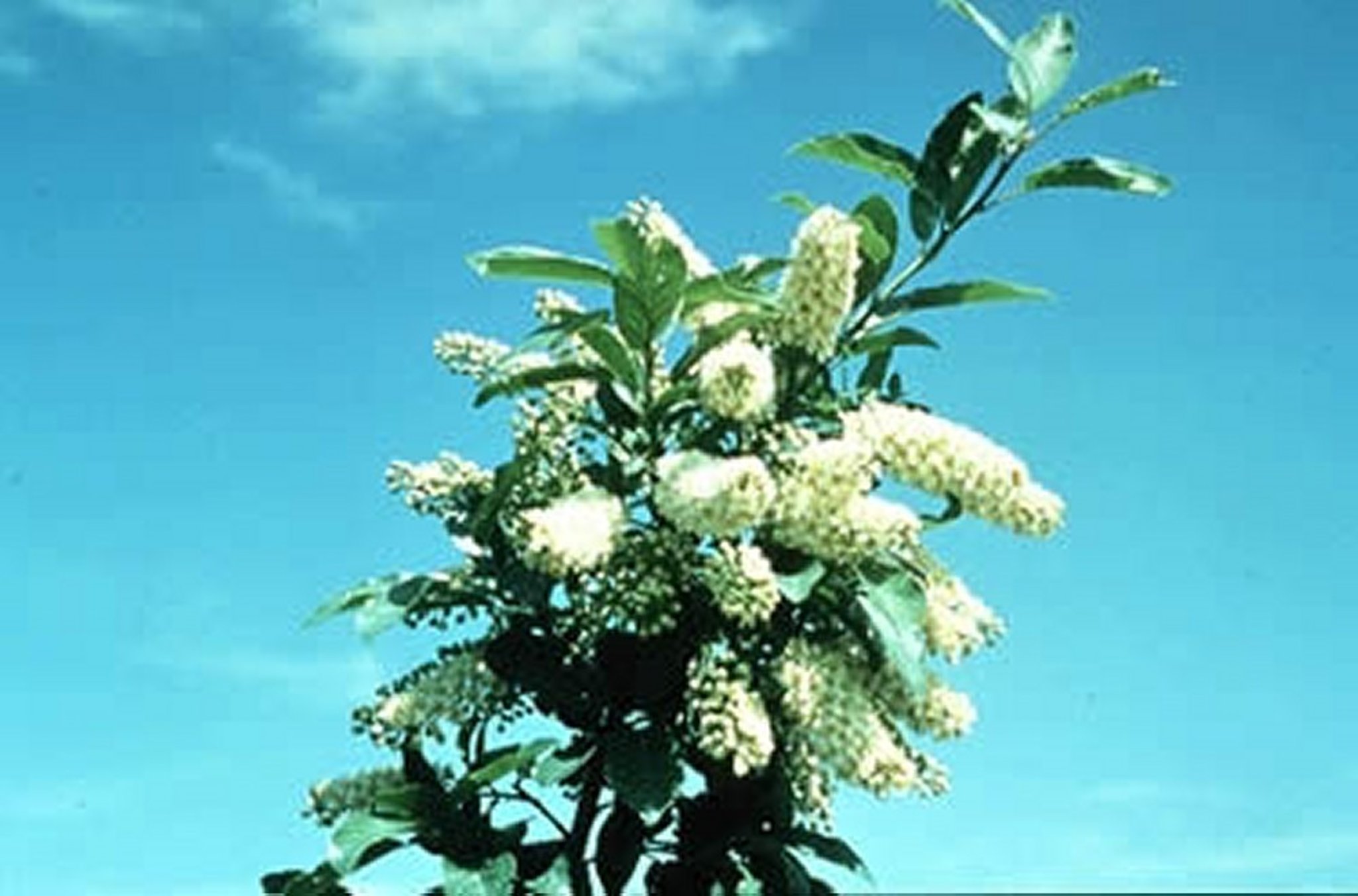 <i >Prunus virginiana</i> (Choke Cherry), close-up