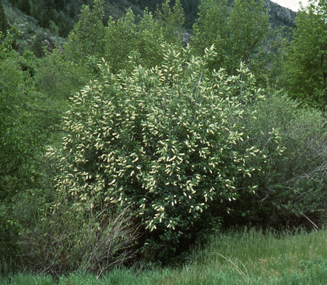 <i >Prunus virginiana</i> (Choke Cherry)
