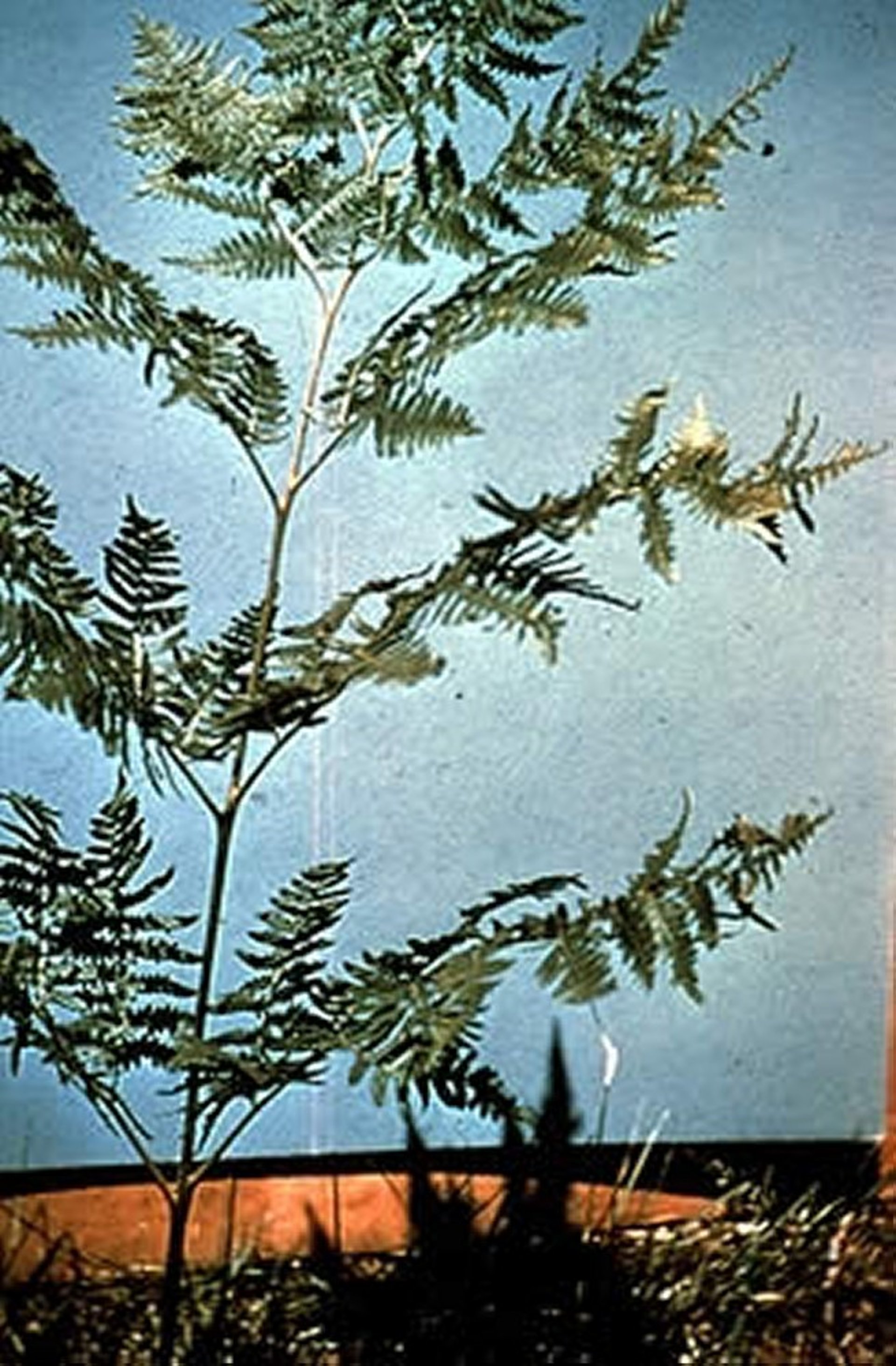 <i >Pteridium aquilinum</i> (helecho águila, amambay)