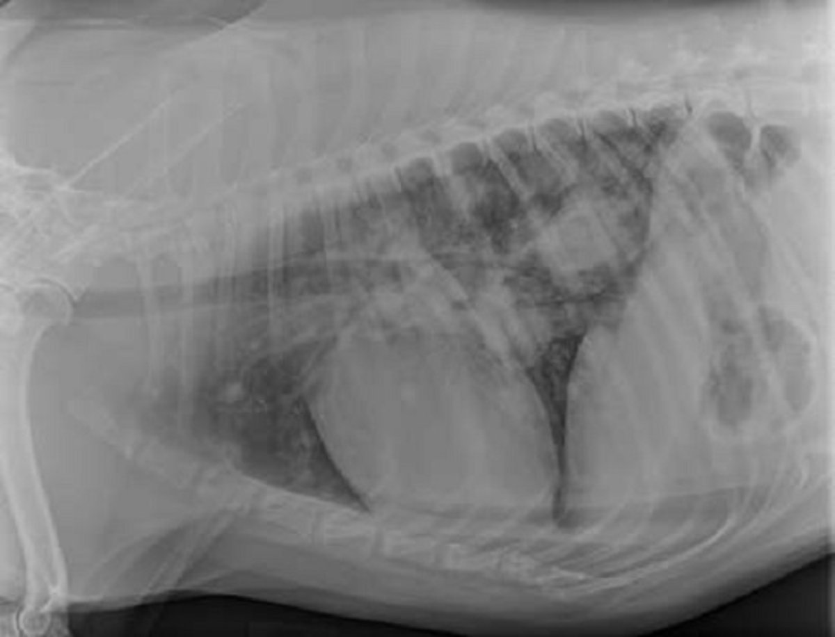 Metástase pulmonar, projeção lateral, cão com carcinoma de células renais