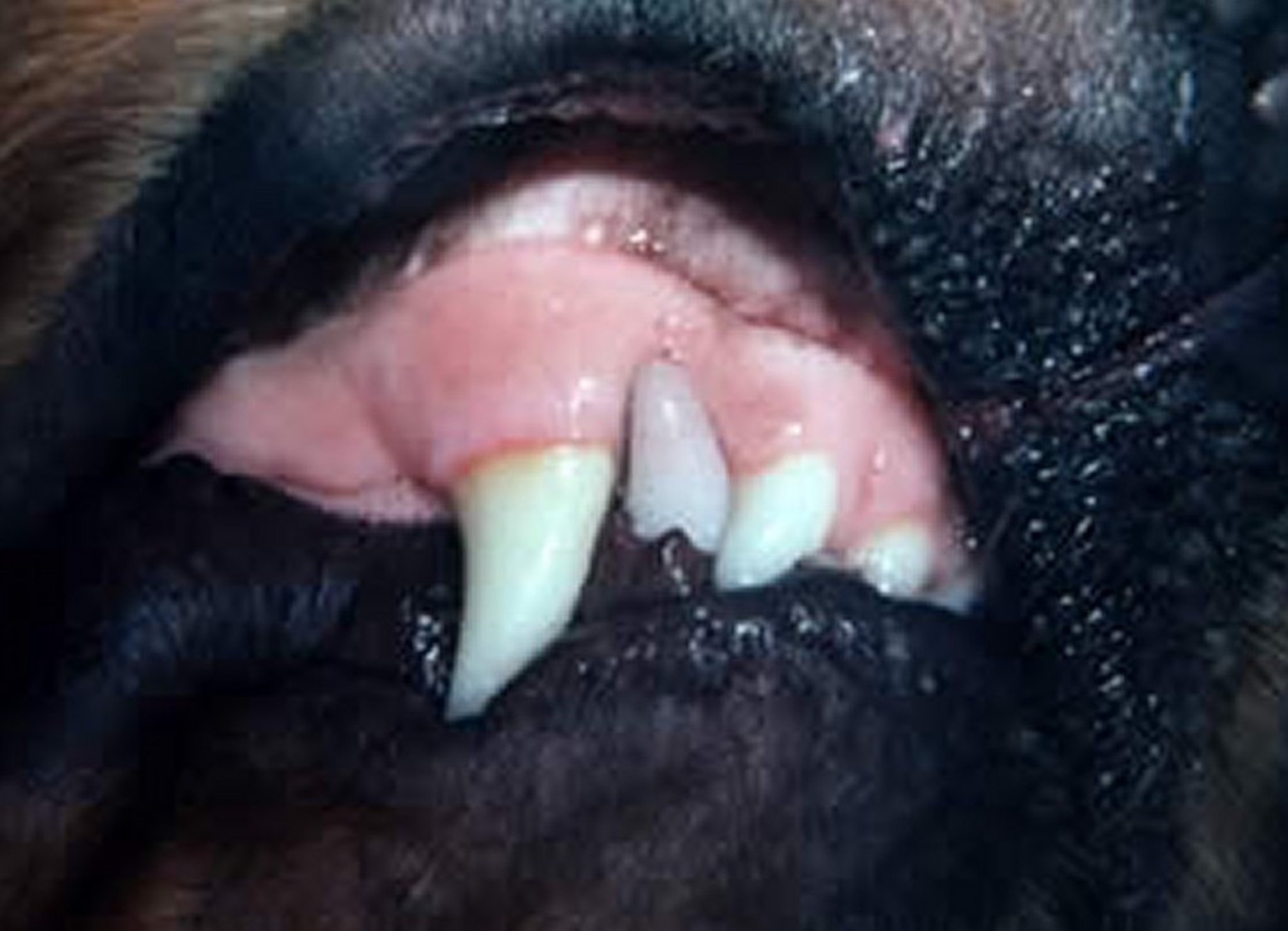 Pulpal hyperemia, dog