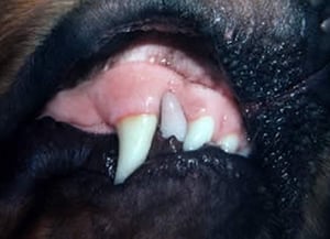 Hiperemia pulpar, perro