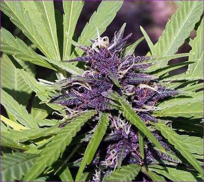 Marihuana, cogollo morado (<i >Cannabis sativa</i>)