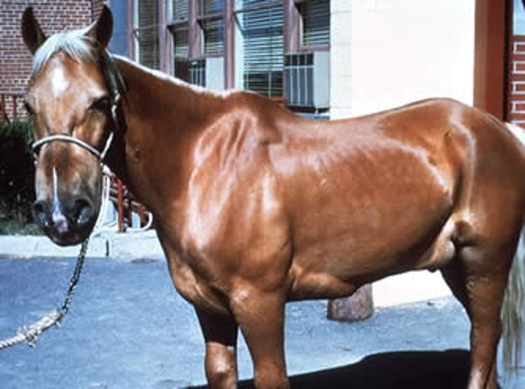 Púrpura hemorrágica, caballo
