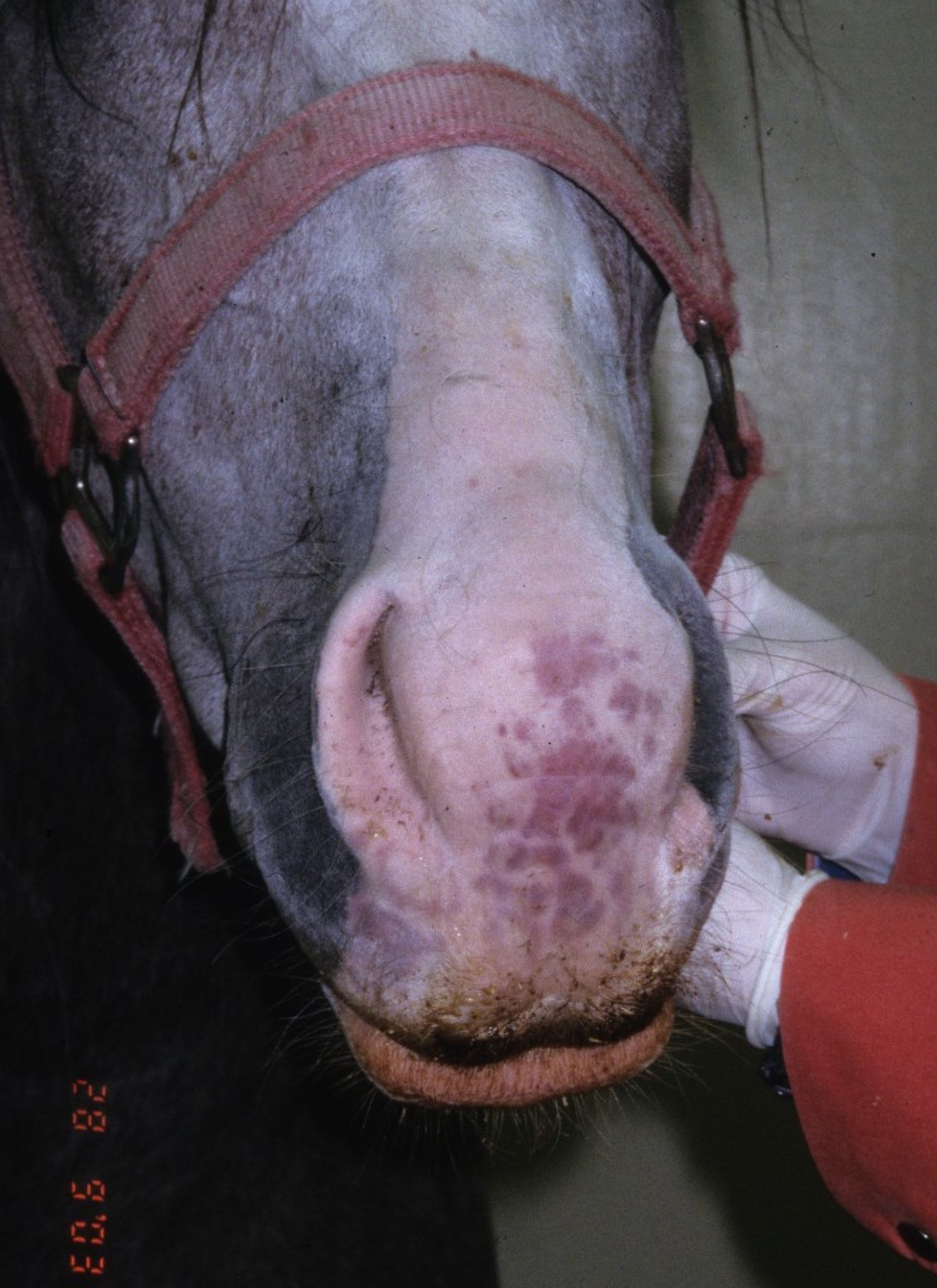 Púrpura hemorrágica, caballo, hocico