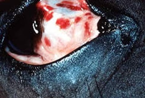 Púrpura hemorrágica, lesiones oculares, caballo