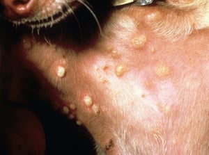 Pustules, dog