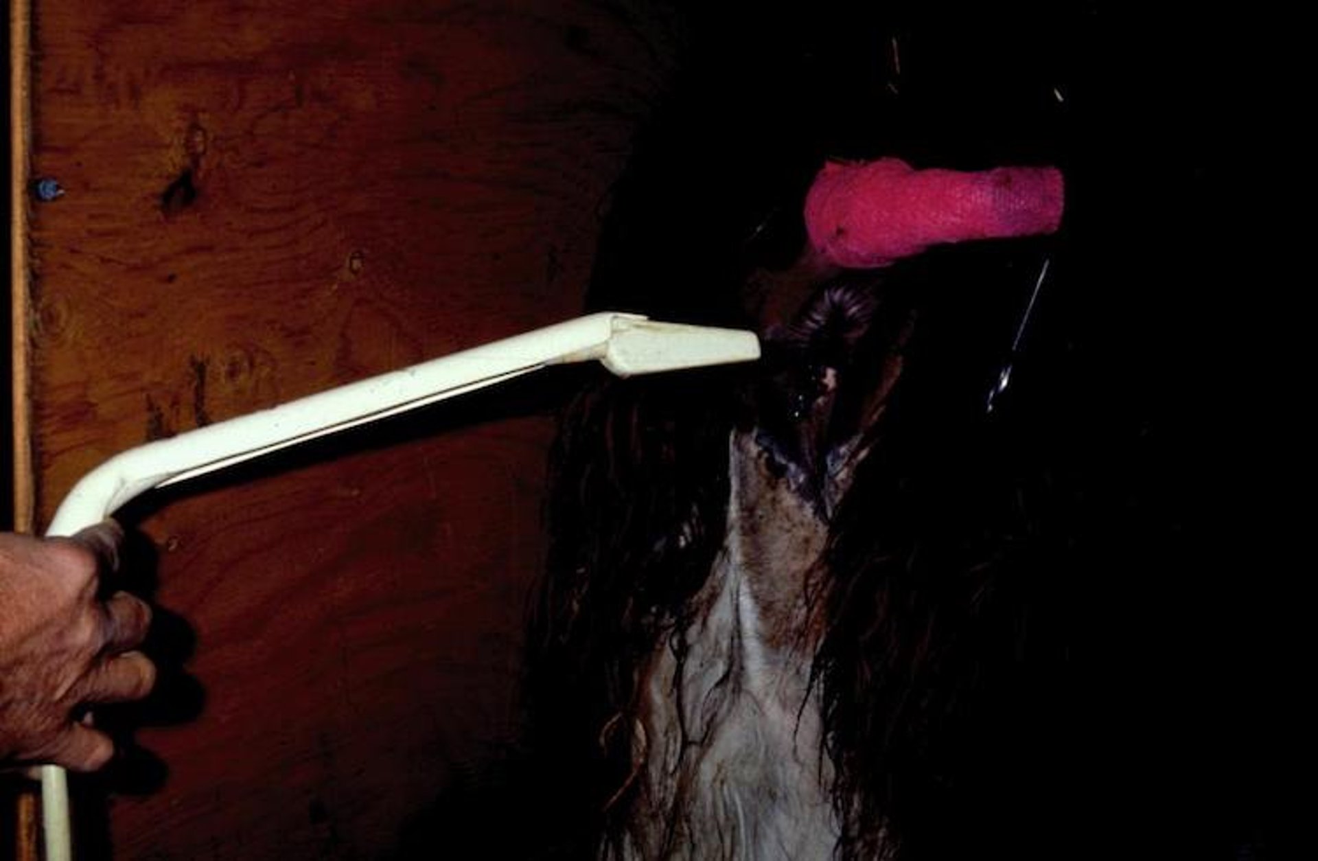 Extensión de sonda, diagnóstico ecográfico, camélidos