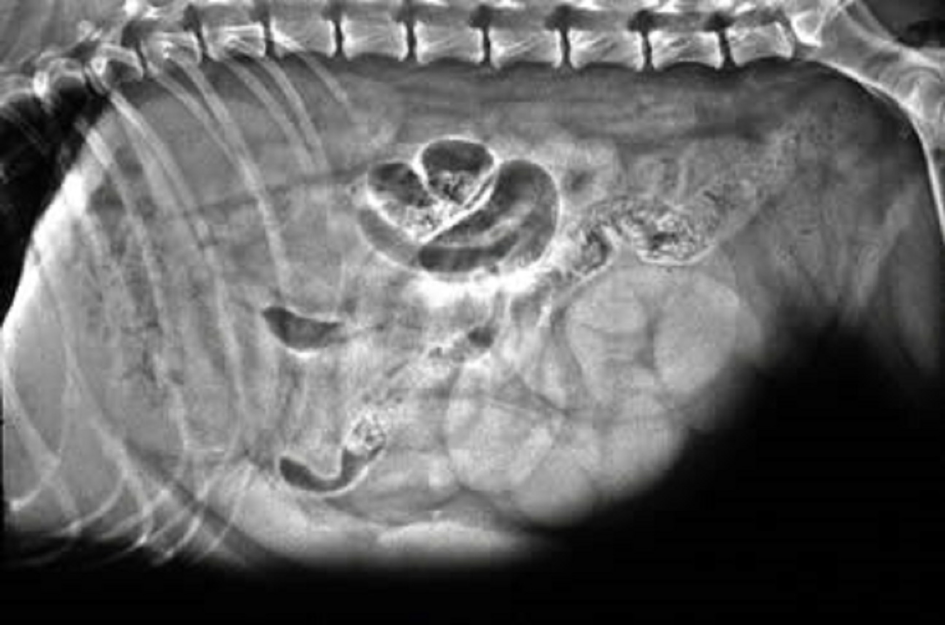Piometra, perra (radiografía)
