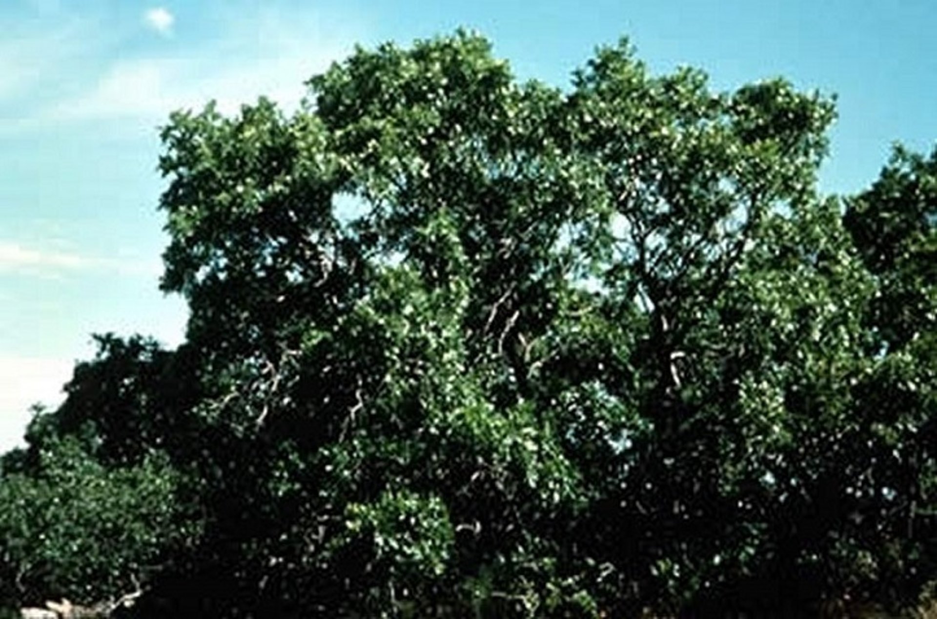 <i >Quercus</i> sp (oak)