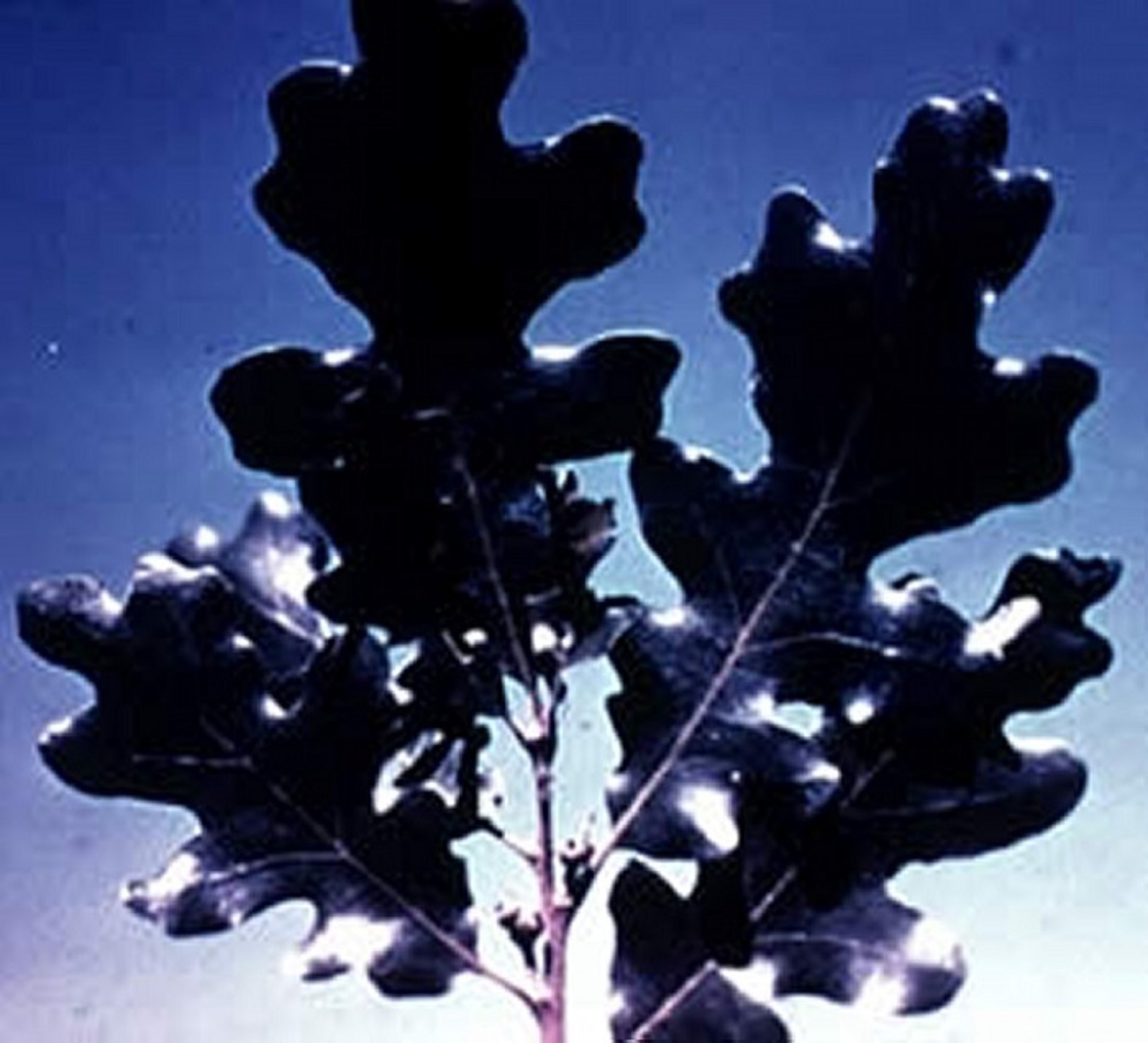 <i >Quercus</i> sp (oak) leaves