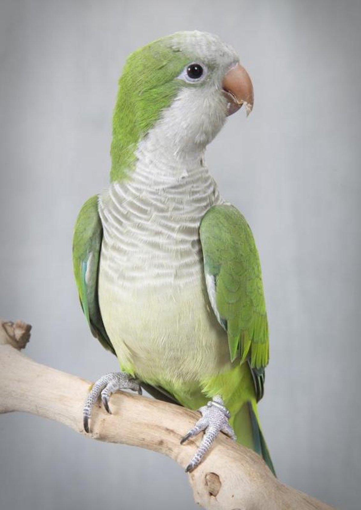 Loro cuáquero