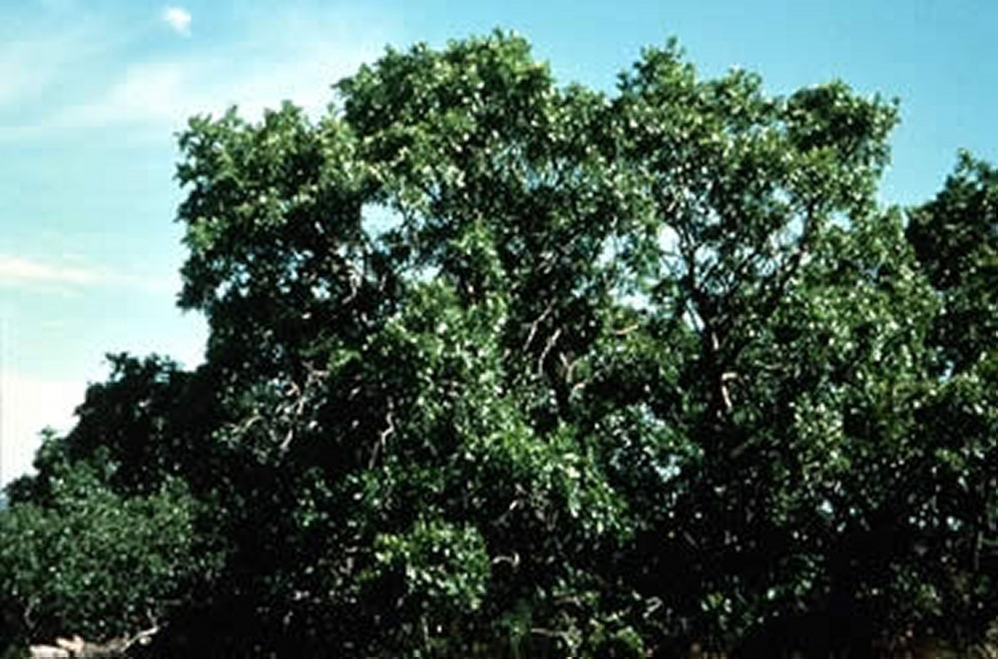<i >Quercus</i> spp (roble)
