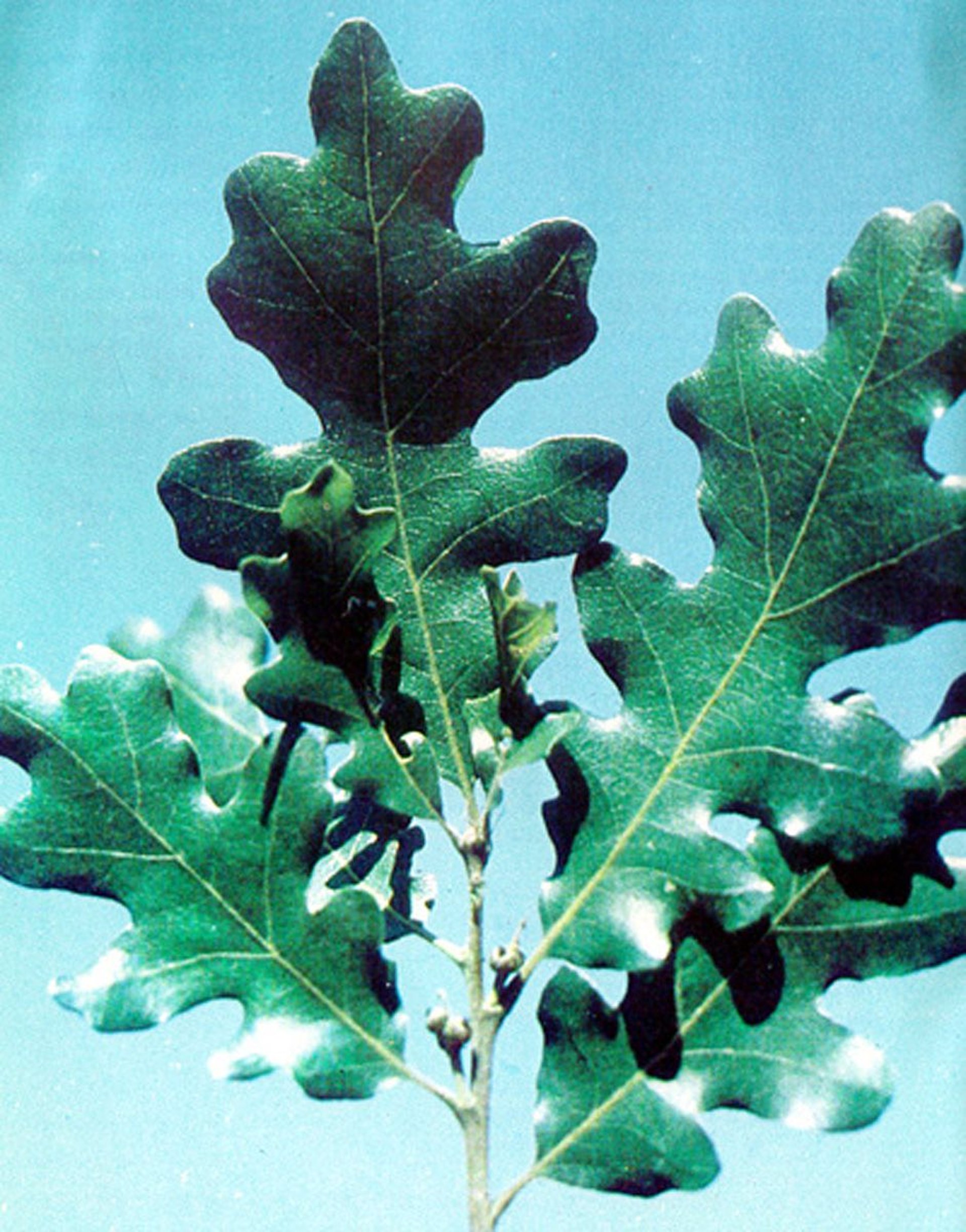 <i >Quercus</i> spp (Oak) leaves